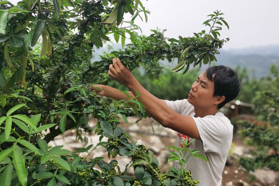 加快產業升級　由“量大”轉為“質優”——部分地方花椒產業發展觀察