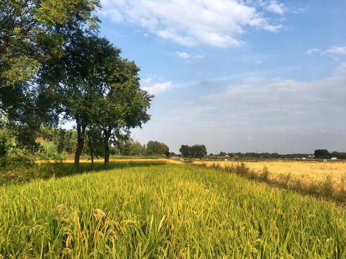 內(nèi)蒙古部分高標(biāo)準(zhǔn)農(nóng)田項目“建而未補”